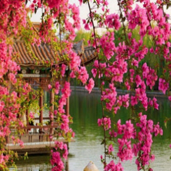 Meet your Posher, Patricia - Picture 7 of 11